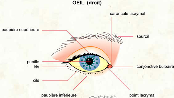 Oeil (Dictionnaire Visuel)